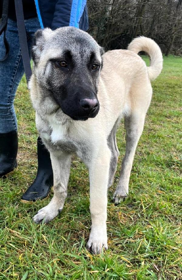 ATHENA STUPENDA CUCCIOLA Foto 5